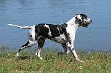 DOGUE ALLEMAND 068